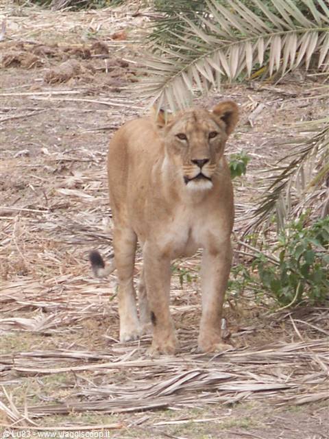 La leonessa - Amboseli