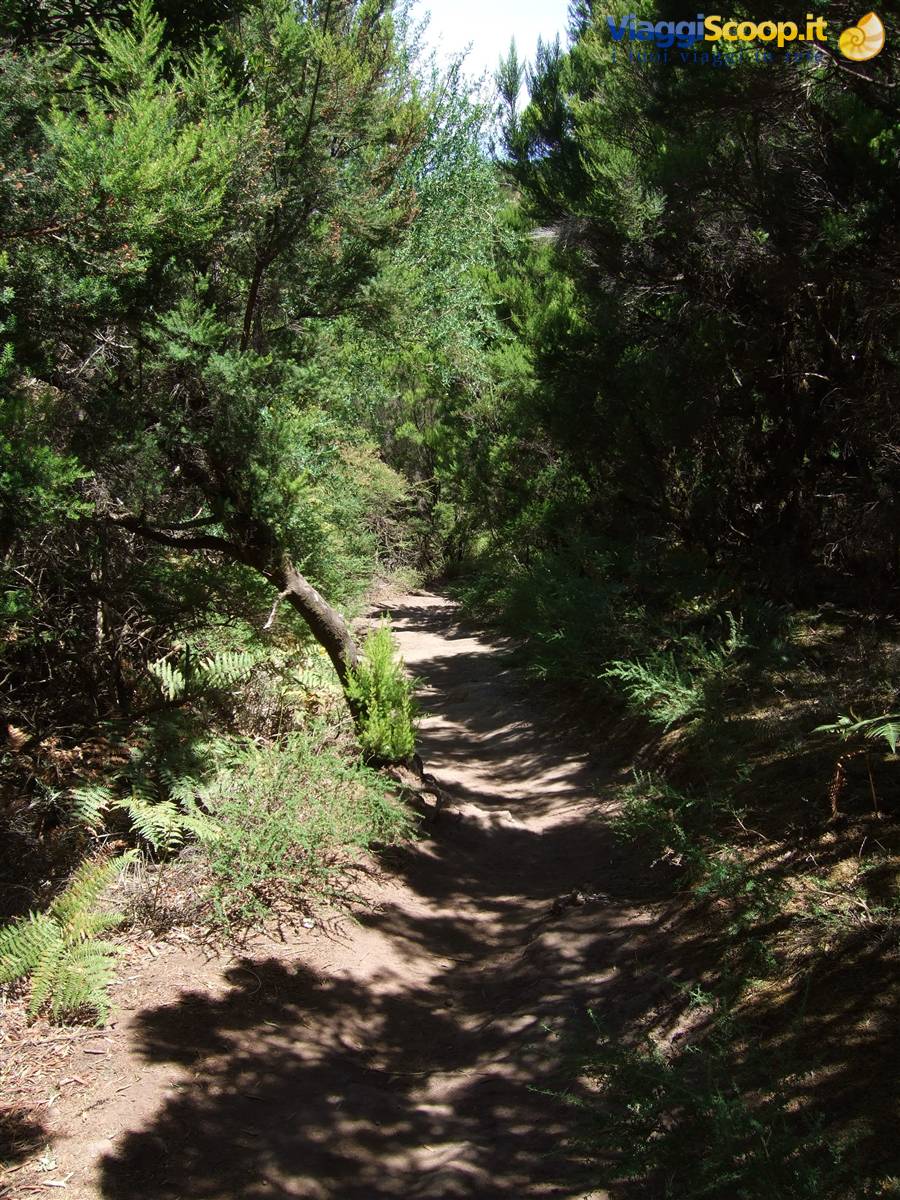 Parque Nacional de Garajonay (La Gomera)