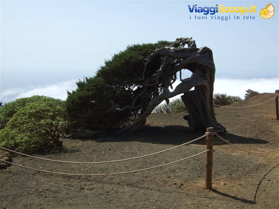El Sabinar, un ginepro simbolo dell'isola (El Hierro)