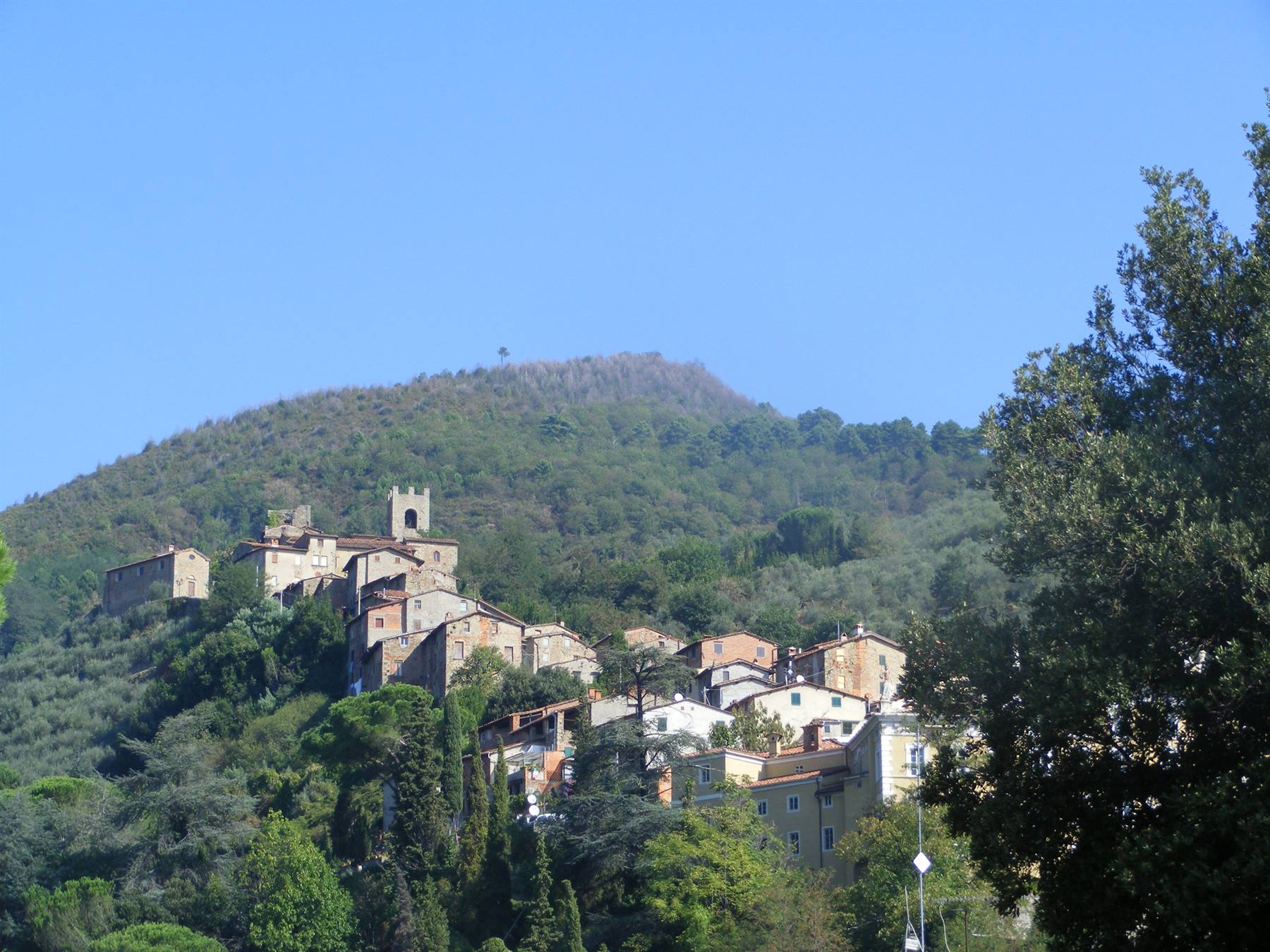 collodi