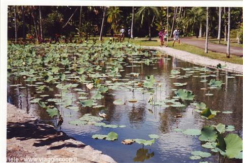 giardino di pamplemousses