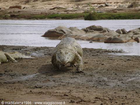 Coccodrillo