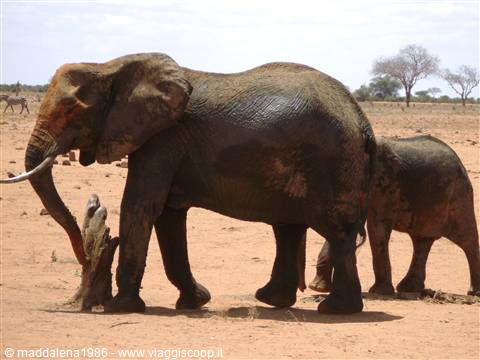 Elefante