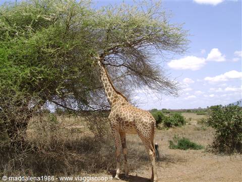 Giraffa