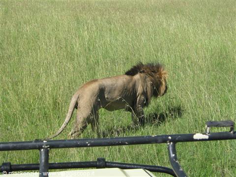kenya