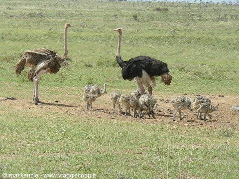 safari