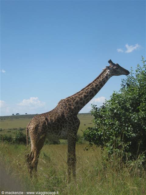 safari