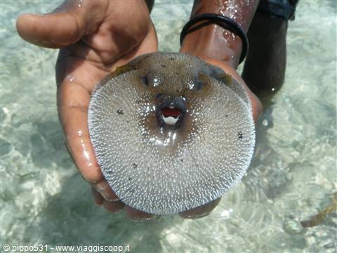 mitico pesce palla!