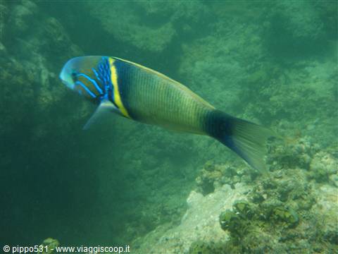 snorkeling nel parco marino di watamu