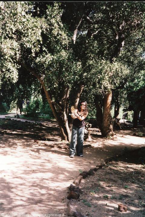 la fantastica scimmietta del campo tendato