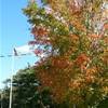 Fall Foliage in Duxbury MA STATI UNITI D'AMERICA 