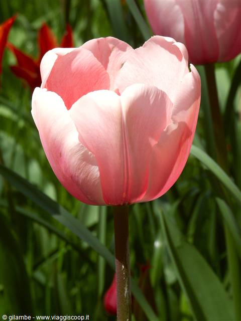 Mainau