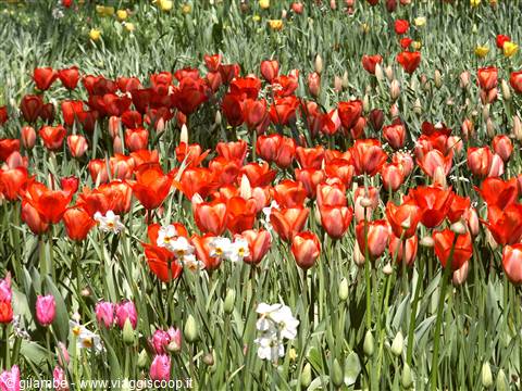 Mainau