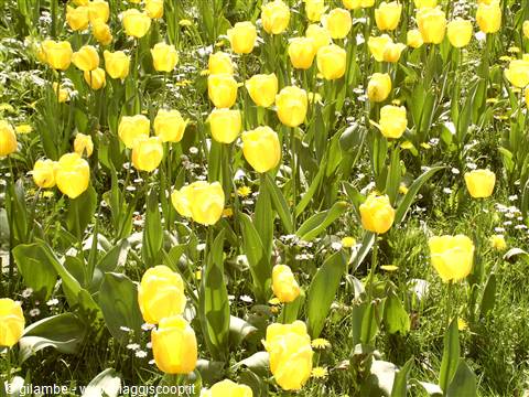 Mainau