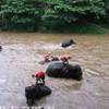 Maetaman Elephant Camp TAILANDIA 