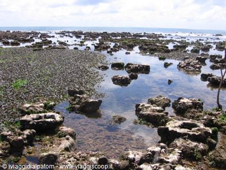 Malindi: la barriera corallina