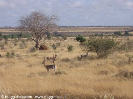 Tsavo East