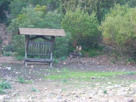 Gli abitanti del bosco