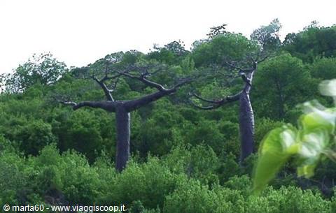 Madagascar