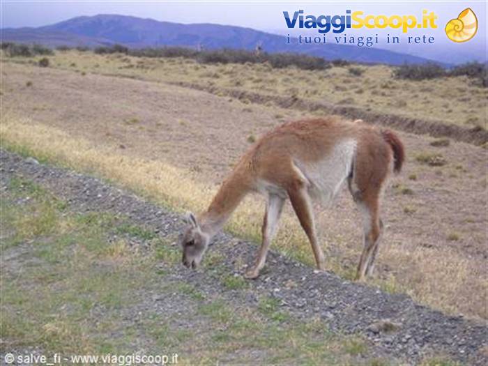 guanaco