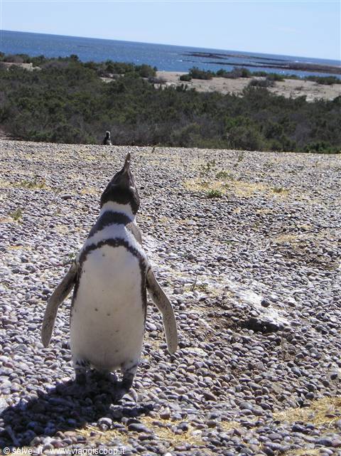 Pinguino in atteggiamento bellicoso