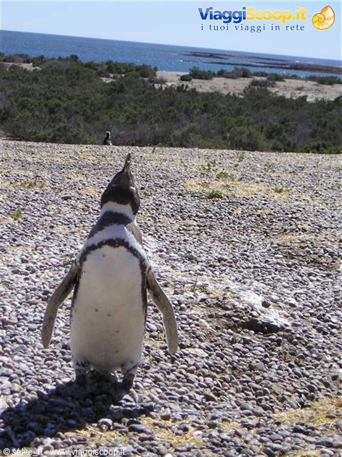 Pinguino in atteggiamento bellicoso