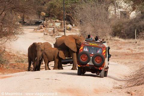 elefante