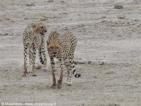 gheopardi tsavo est