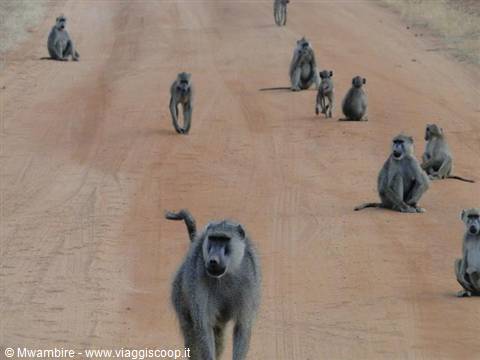 babuini tsavo est