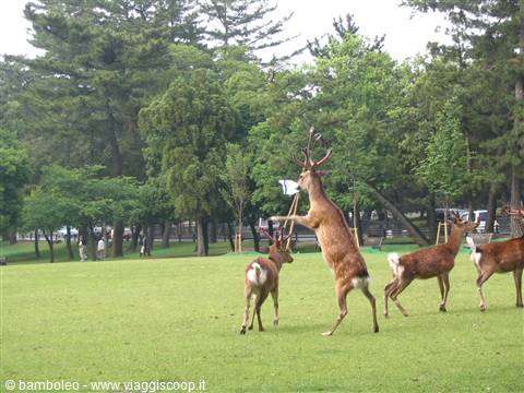 Nara