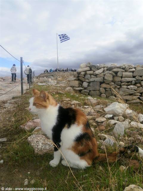 I gatti dell'Acropoli