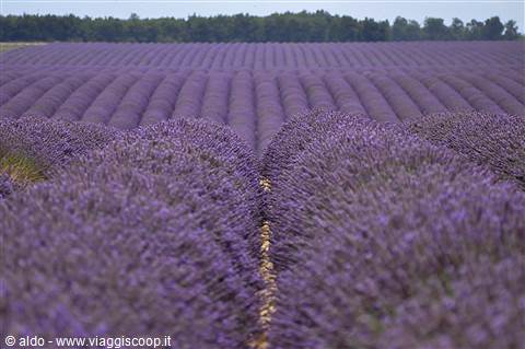 Valensole, lavanda