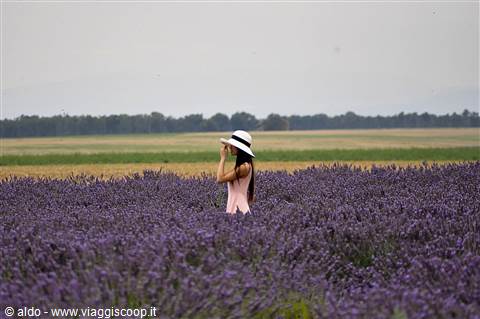 Valensole, lavanda