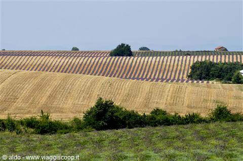 Valensole, lavanda