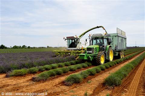 Valensole, lavanda