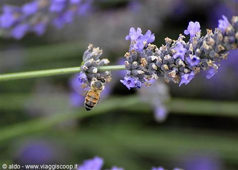 Valensole, lavanda