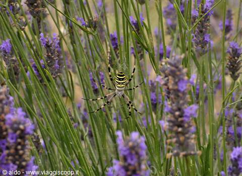 Valensole, lavanda