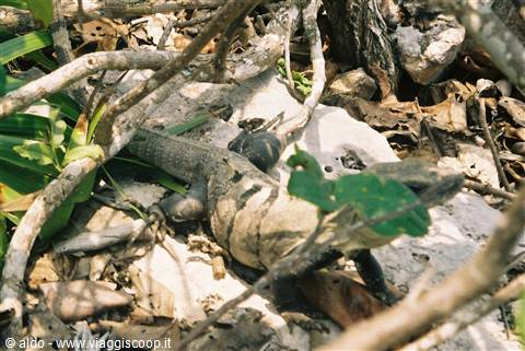 Iguana