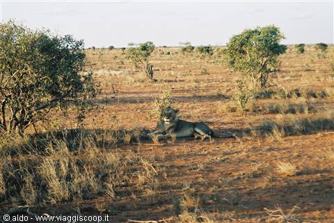"Safari"