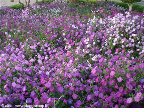 Fiori all'Hilton