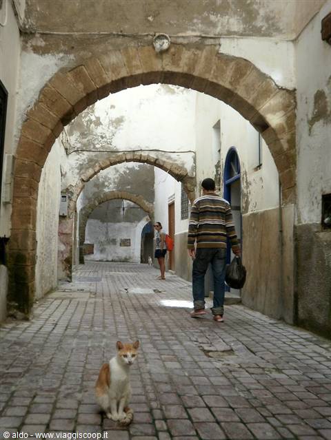 i guardiani della medina..i gatti