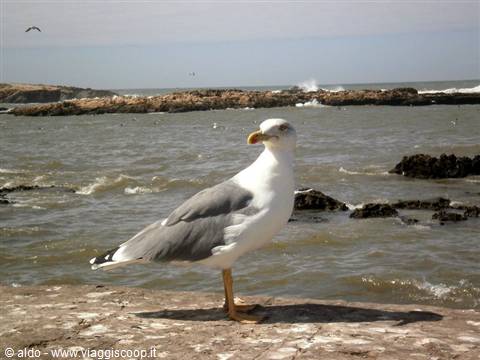 gabbiano