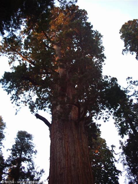 Sequoia NP - Generale Sherman