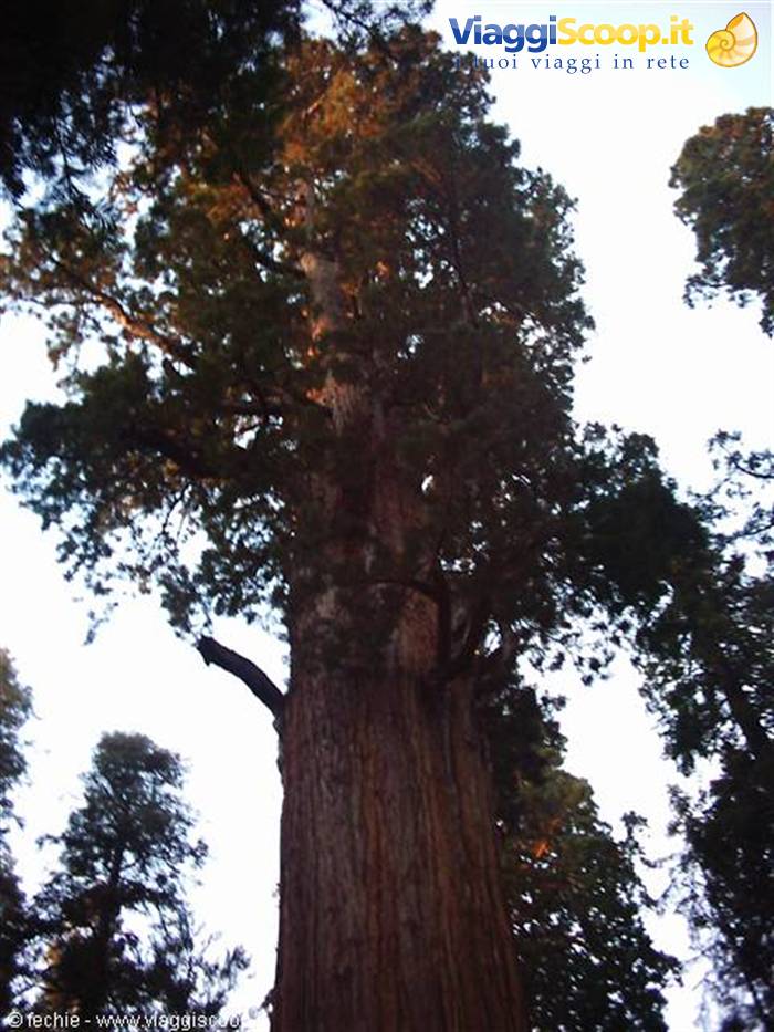 Sequoia NP - Generale Sherman