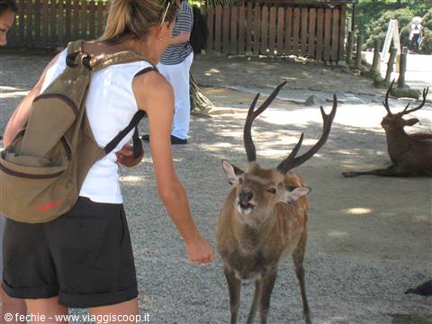 Nara - Cervi sacri