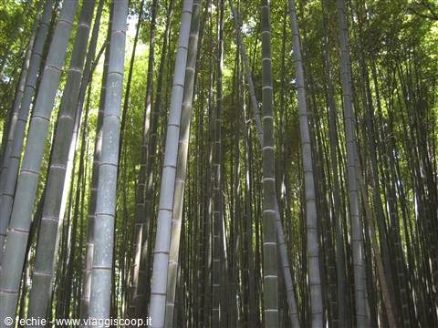 Kyoto - Foresta di bambù