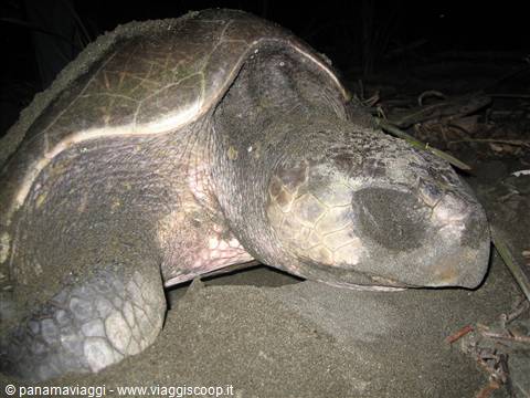 Tartaruga gigante ad Isla Cañas