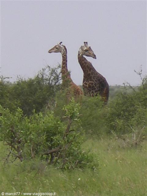 GIRAFFE