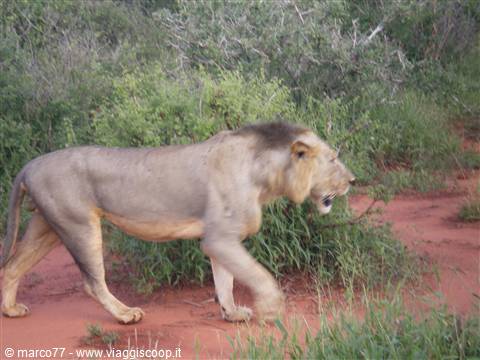 LEONE