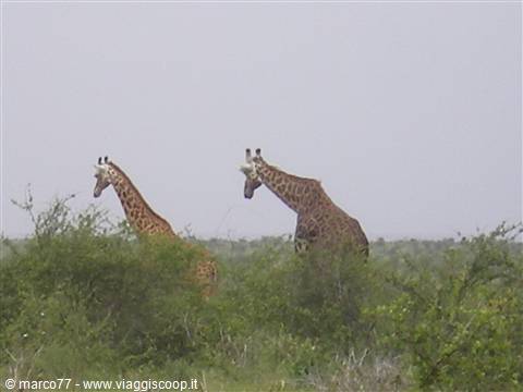 GIRAFFE